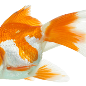 Goldfish PNG