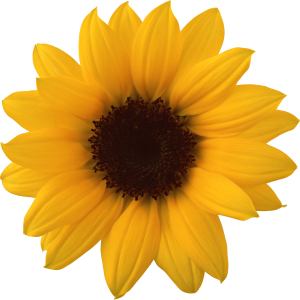 Sunflower PNG