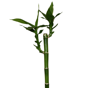 Bamboo PNG
