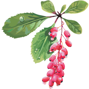 Berberis PNG