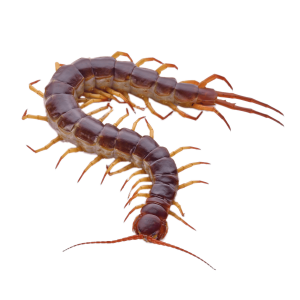 picture Centipede PNG