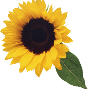 Sunflower PNG