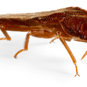 Bed bug PNG