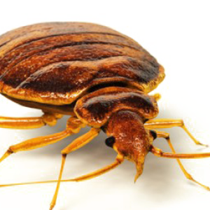 Bed bug PNG