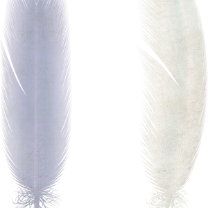 Feather PNG