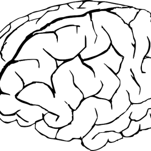 Brain PNG
