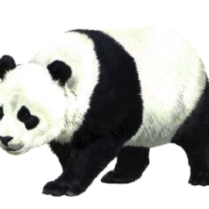Panda PNG