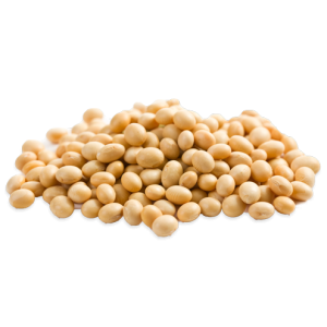 Soybean PNG