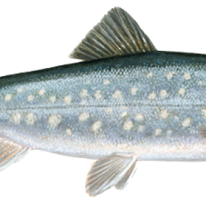 Fish PNG