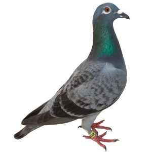 pigeon PNG image