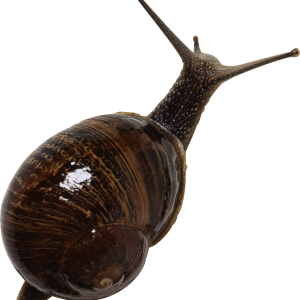 Snail PNG
