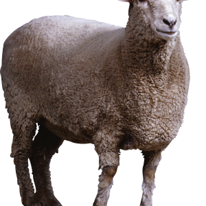 sheep PNG image