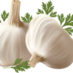 Garlic PNG