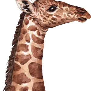 Giraffe PNG