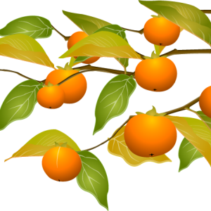 Persimmon PNG