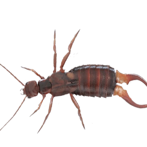 Earwig PNG