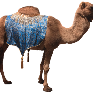 Camel PNG