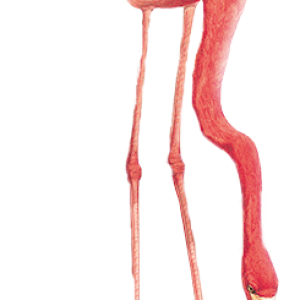 Flamingo PNG