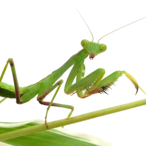 Mantis PNG