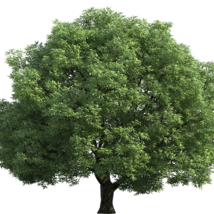 tree PNG