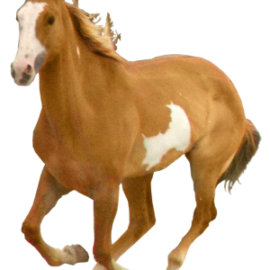 Horse png image