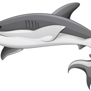 Shark PNG
