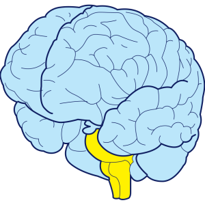 Brain PNG