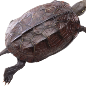 Turtle PNG