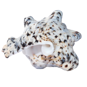Conch PNG