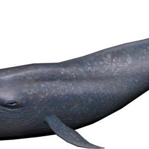 Whale PNG
