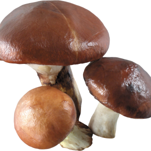 Mushroom PNG image
