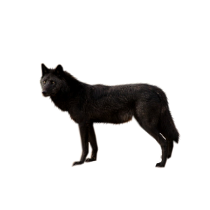 wolf png image, picture, download