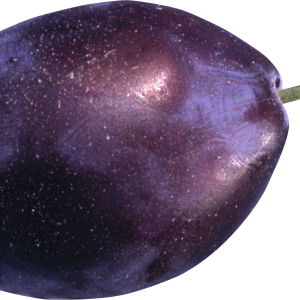 Plum PNG image