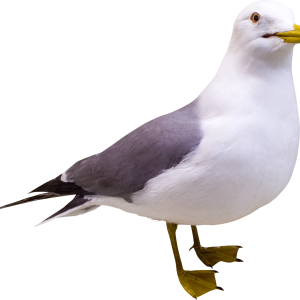 Gull PNG