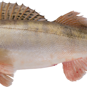 Fish PNG