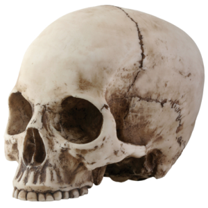 Skull PNG