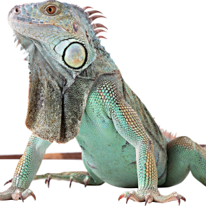 Iguana PNG