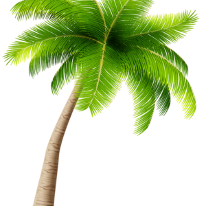 Palm tree PNG