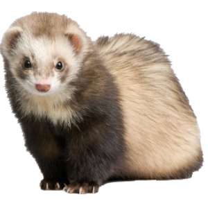 Ferret PNG