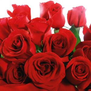 Rose PNG