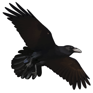 Raven PNG