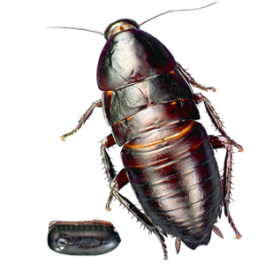 Roach PNG