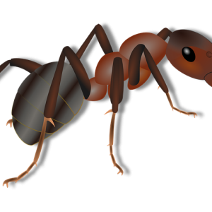 ant PNG