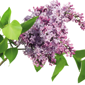 Lilac PNG