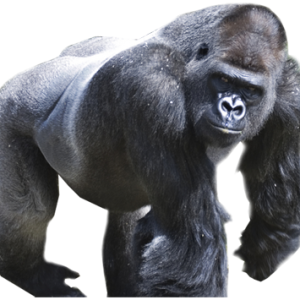 Gorilla PNG