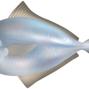 Fish PNG