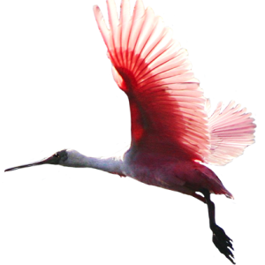 Bird PNG