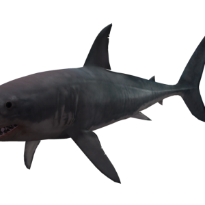 Shark PNG