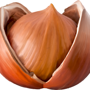 hazelnut PNG