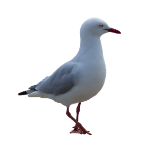 Gull PNG